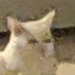 Meet your Posher, Grace